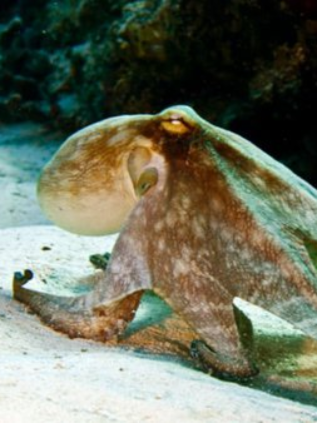 7 Animals With Several Hearts In 2024