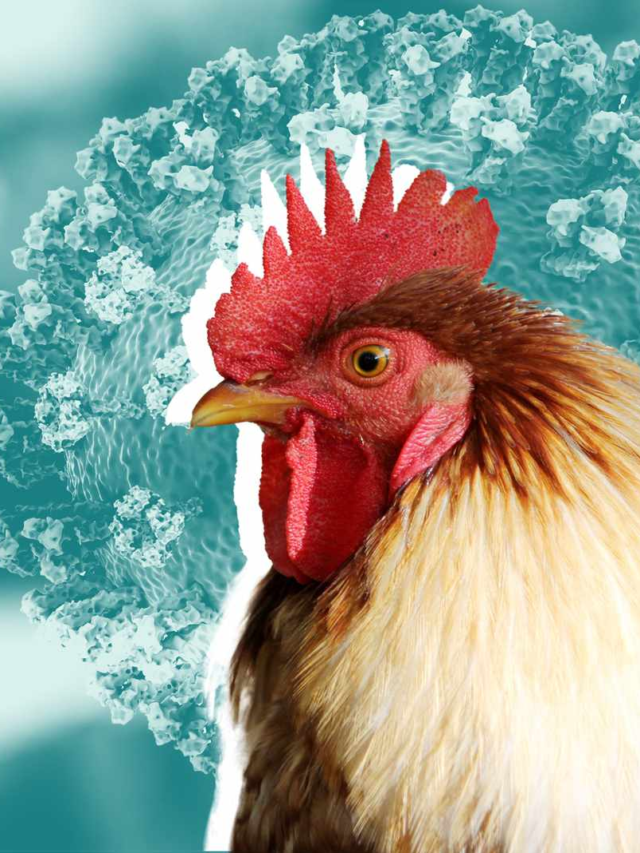 Human Infected by Bird Flu from Cow for the Second Time in America