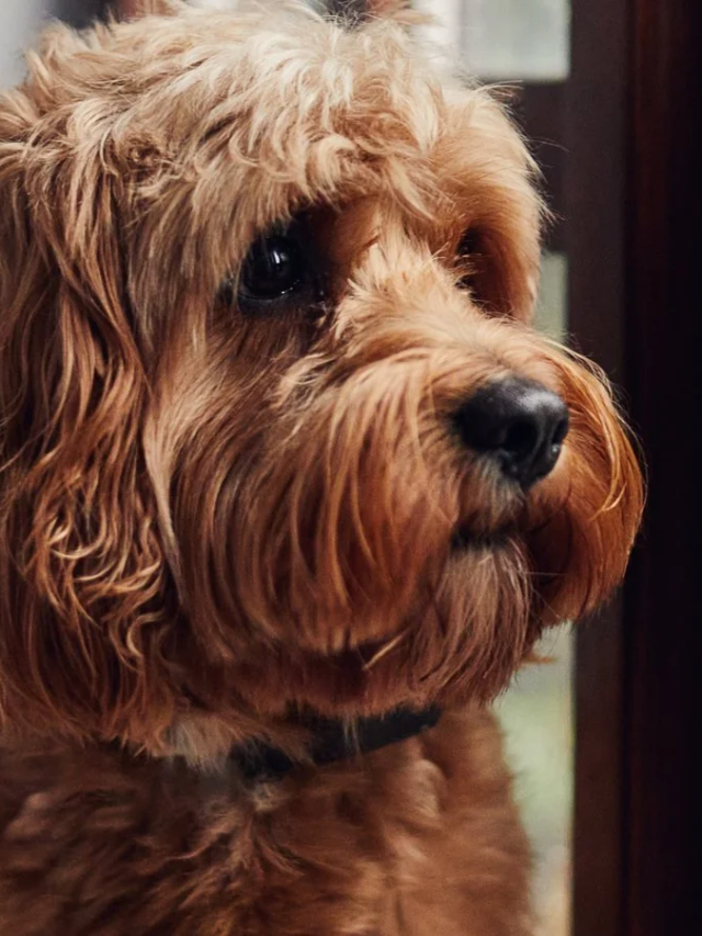 Mass Policy Drop by Nationwide Creates Insurance Crisis for Pet Owners