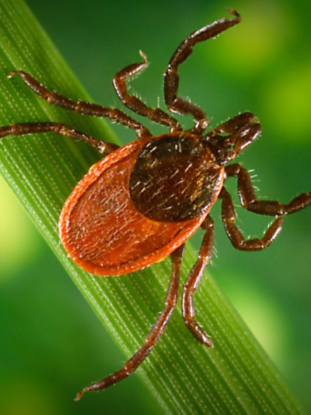 What Science Tells Us About Lyme Disease Today
